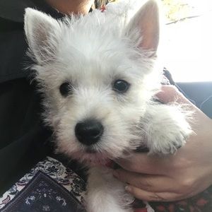 Meet your Posher, Tracy